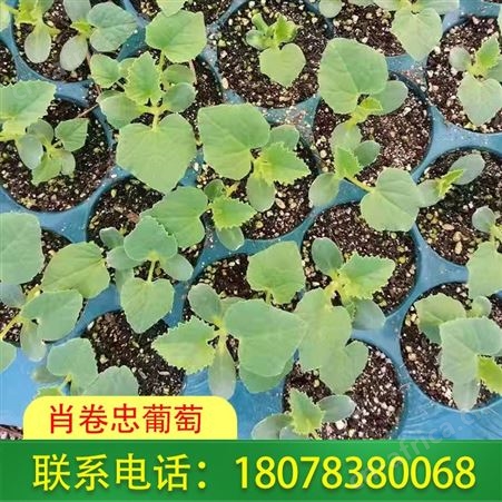 日本甜瓜苗香瓜苗批发-广西桂林供应商发货迅速