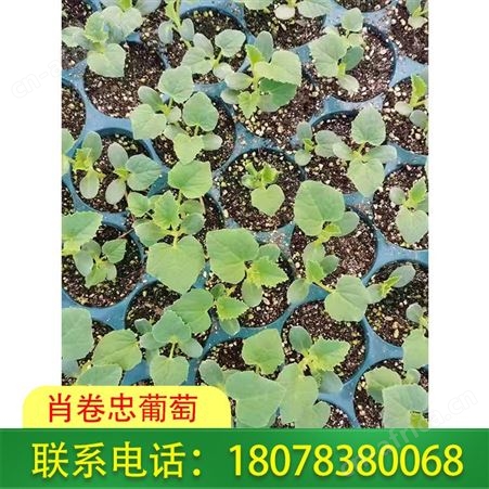 日本甜瓜苗香瓜苗批发-广西桂林供应商发货迅速