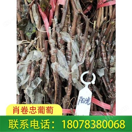 广西so4砧木销售-东兴阳光玫瑰葡萄苗供应