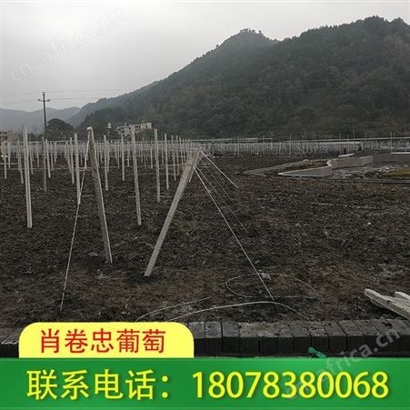 广西葡萄棚架厂家时常在线
