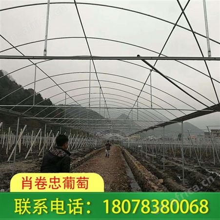 百色钢管棚架-连栋大棚搭建品质优良
