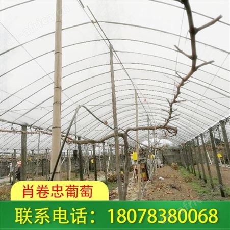 广西棚架搭建-桂林火龙果架安装费用合理
