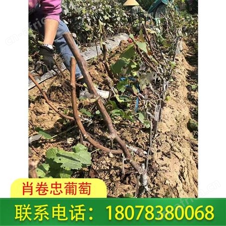 广西蓝宝石葡萄苗批发按株卖哦