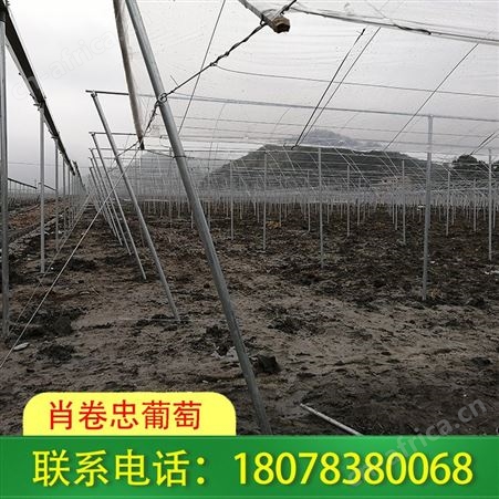 广西梧州钢架大棚质量好-价格优