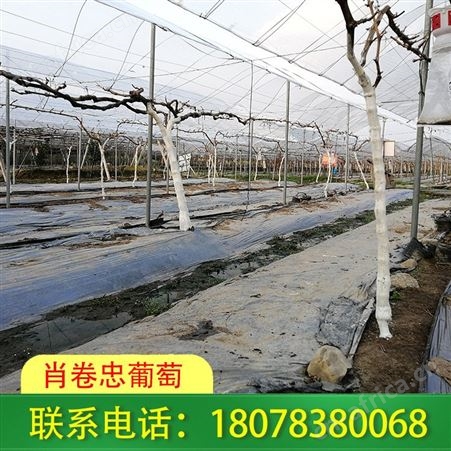 桂林永福草莓园架子搭建，我们技术娴熟