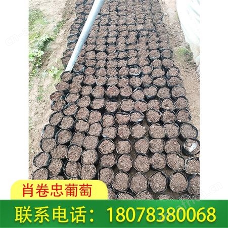 广西葡萄苗 阳光玫瑰大营养杯一株售价很便宜