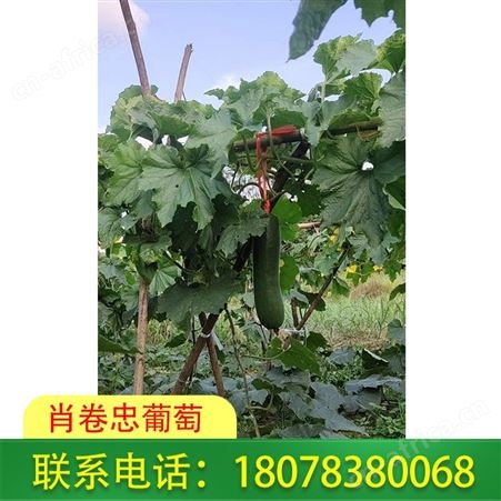 广西绿优铁柱冬瓜批发-桂林肖卷忠招代理