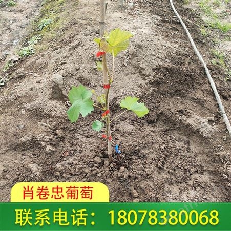 广西葡萄苗 阳光玫瑰大营养杯一株售价很便宜