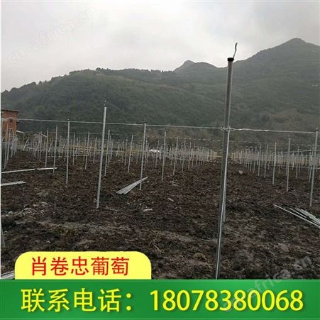 广西南宁草莓园搭建厂家常年承接上千家