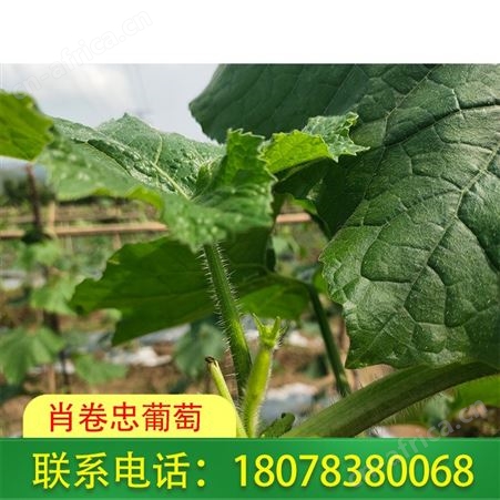 广西绿优铁柱冬瓜批发-桂林肖卷忠招代理
