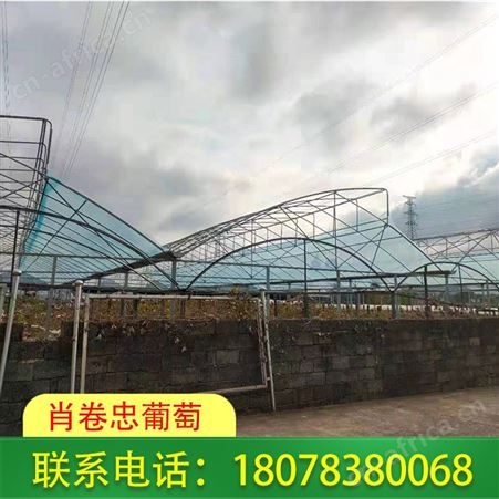 广西柳州葡萄棚常用耐老化膜每平方米报价便宜