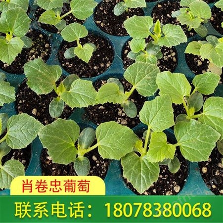 南宁横州天山美西瓜苗-营养杯育苗出售