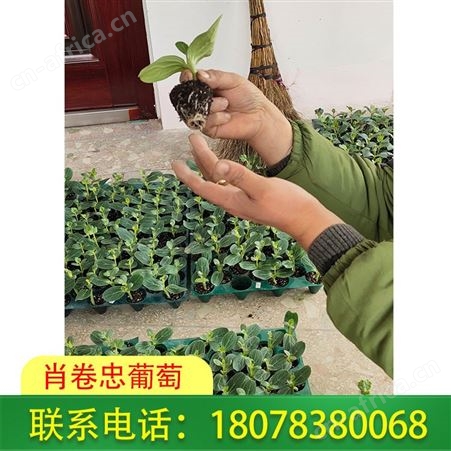 南宁横州天山美西瓜苗-营养杯育苗出售