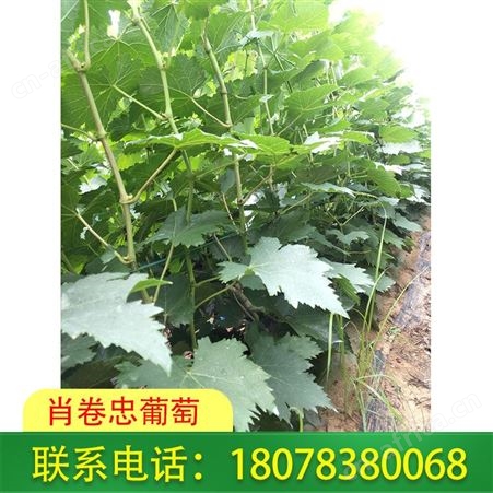 梧州蓝宝石葡萄苗基地直销_报价合理