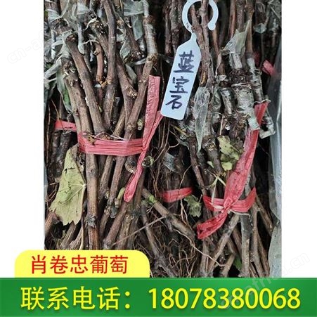 广西蓝宝石葡萄苗批发按株卖哦
