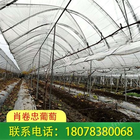 贺州钢管蔬菜大棚抗风雪能力强