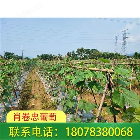 广西绿优铁柱冬瓜批发-桂林肖卷忠招代理
