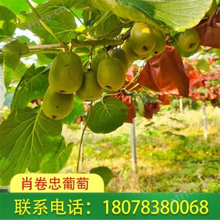 桂林红心猕猴桃基地销售远至广西外