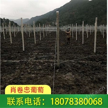 灵川火龙果架搭建-葡萄架厂家欢迎您