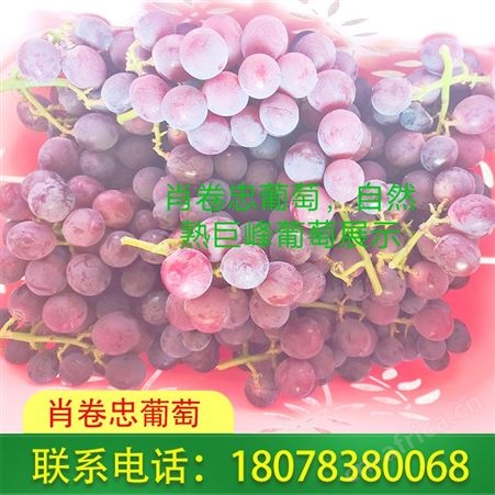 广西桂林兴安鲜食巨峰葡萄订购认准肖卷忠基地