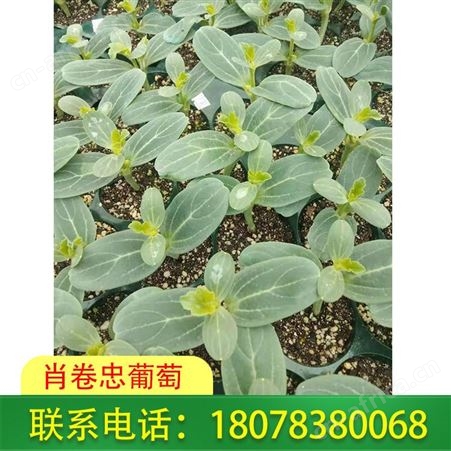 灌阳大小甜王西瓜苗长势强健，可大量批发