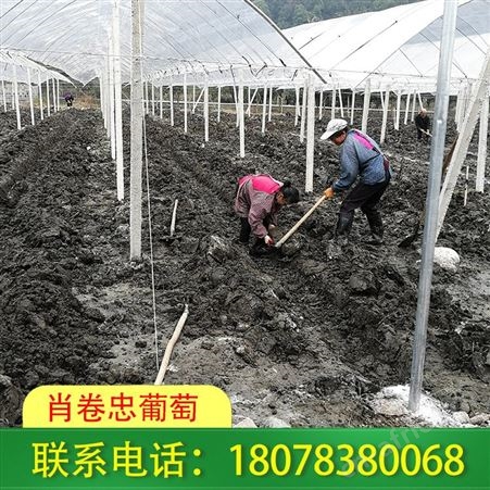 广西桂林罗汉果架子搭设我们经验多