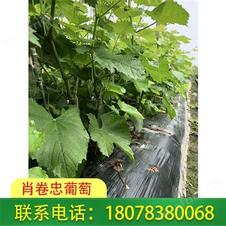 广西so4砧木销售-东兴阳光玫瑰葡萄苗供应