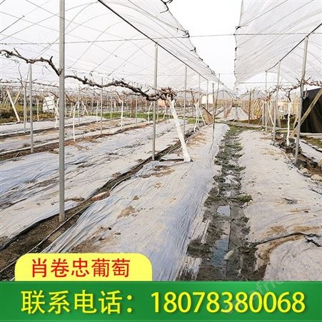 百色钢管棚架-连栋大棚搭建品质优良