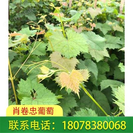 桂林灵川阳光玫瑰葡萄苗-so4砧木直销