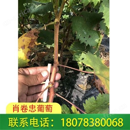 桂林3309阳光玫瑰葡萄苗种植需选择好的沙壤土