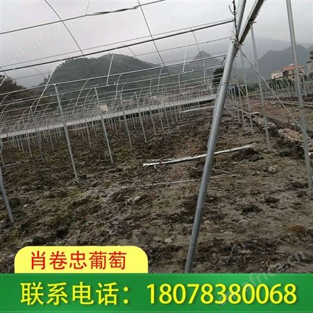贺州钢管蔬菜大棚抗风雪能力强