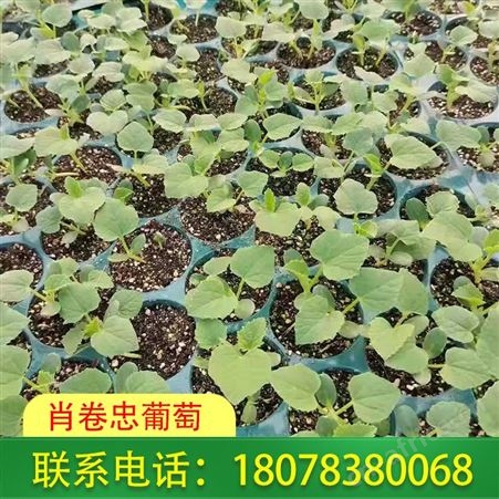 日本甜瓜苗香瓜苗批发-广西桂林供应商发货迅速