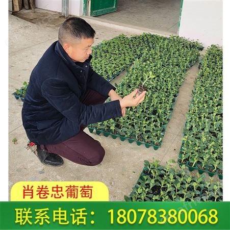 南宁横州天山美西瓜苗-营养杯育苗出售