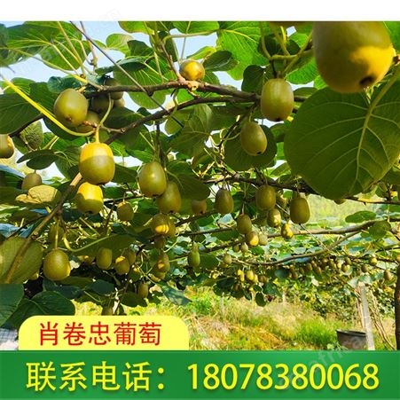 桂林红心猕猴桃基地销售远至广西外