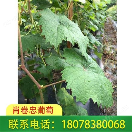桂林灵川阳光玫瑰葡萄苗-so4砧木直销