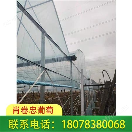 贵港葡萄膜批发_聚乙烯葡萄常用膜定价便宜