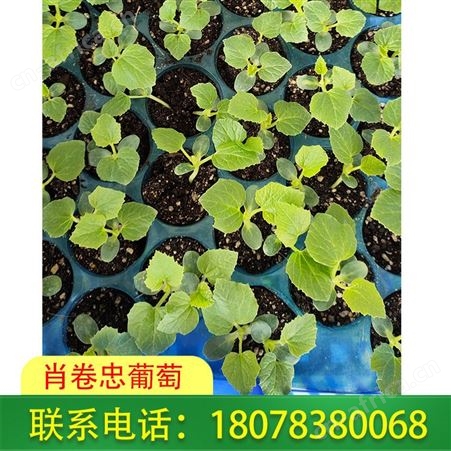 南宁横州天山美西瓜苗-营养杯育苗出售