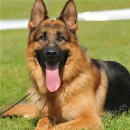 散养德国牧羊犬 双血统萌犬幼崽 适应能力强 体型匀称 明茂