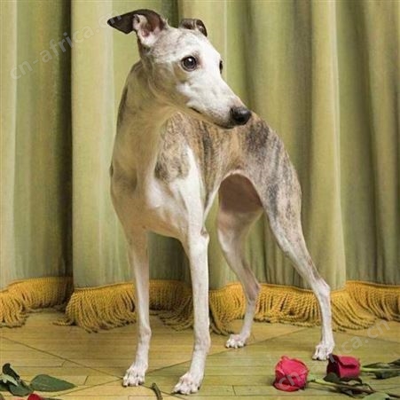 麦季猎兔 格力犬 灵缇犬 惠比特犬 撵兔子 叼野鸡 黑白全活 明茂