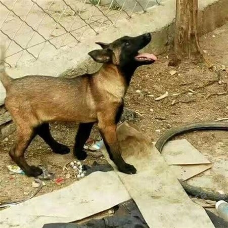 农家养殖成年马犬 看家护院 体格健壮 抗病能力强