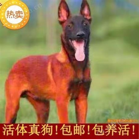 纯种马犬幼犬 长期养殖 双血统成年犬 已做免疫驱虫 明茂