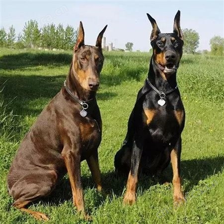 自然散养大骨架杜宾犬 工作犬 适应能力强 体型匀称 生长快