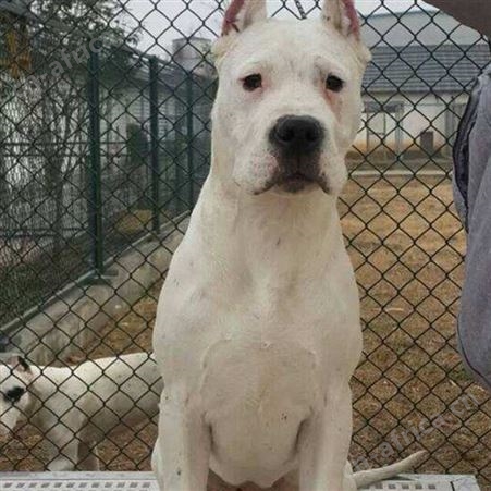 大骨架成年杜高犬 巨型猛犬猎犬 体型高大 抗病能力强