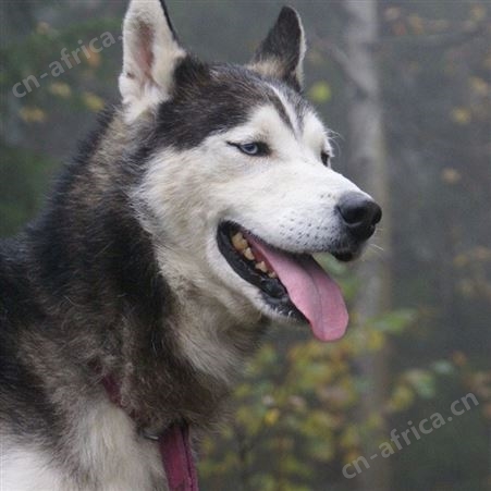 成年哈士奇犬 农家散养纯正血统宠物狗 提供技术指导 明茂