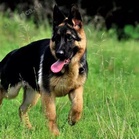 散养德国牧羊犬 双血统萌犬幼崽 适应能力强 体型匀称 明茂