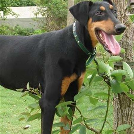 自然散养大骨架杜宾犬 工作犬 适应能力强 体型匀称 生长快