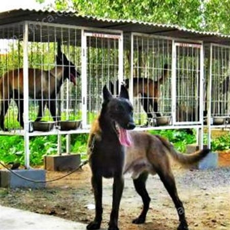 农家养殖成年马犬 看家护院 体格健壮 抗病能力强