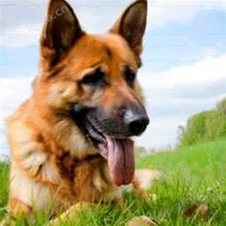 散养德国牧羊犬 双血统萌犬幼崽 适应能力强 体型匀称 明茂