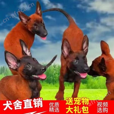 纯种马犬幼犬 长期养殖 双血统成年犬 已做免疫驱虫 明茂