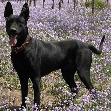 农家养殖护院成年黑狼犬 宠物犬 行动敏捷 提供技术指导